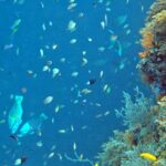 Snorkelling at Gorgonian Passage, Misool, Raja Ampat, October 2026