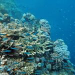 Snorkelling at Gorgonian Passage, Misool, Raja Ampat, October 2026