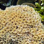 Snorkelling at Gorgonian Passage, Misool, Raja Ampat, October 2026