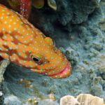 Snorkelling at Gorgonian Passage, Misool, Raja Ampat, October 2026