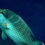 Snorkelling at Gorgonian Passage, Misool, Raja Ampat, October 2026