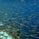 Snorkelling at Gorgonian Passage, Misool, Raja Ampat, October 2026