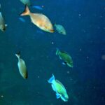 Snorkelling at Gorgonian Passage, Misool, Raja Ampat, October 2026