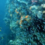 Snorkelling at Gorgonian Passage, Misool, Raja Ampat, October 2026