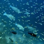 Snorkelling at Gorgonian Passage, Misool, Raja Ampat, October 2026