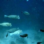 Snorkelling at Gorgonian Passage, Misool, Raja Ampat, October 2026
