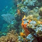Snorkelling at Gorgonian Passage, Misool, Raja Ampat, October 2026