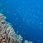Snorkelling at Gorgonian Passage, Misool, Raja Ampat, October 2026