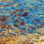 Snorkelling at Gorgonian Passage, Misool, Raja Ampat, October 2026