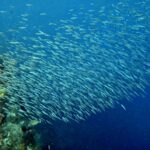 Snorkelling at Gorgonian Passage, Misool, Raja Ampat, October 2026