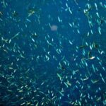 Snorkelling at Gorgonian Passage, Misool, Raja Ampat, October 2026