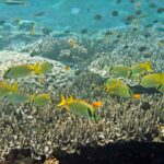 Snorkelling at Gorgonian Passage, Misool, Raja Ampat, October 2026