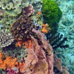 Snorkelling at Gorgonian Passage, Misool, Raja Ampat, October 2026