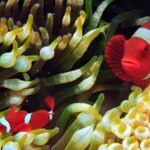 Snorkelling at Gorgonian Passage, Misool, Raja Ampat, October 2026