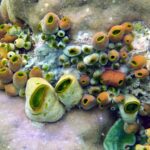 Snorkelling at Gorgonian Passage, Misool, Raja Ampat, October 2026