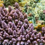 Snorkelling at Gorgonian Passage, Misool, Raja Ampat, October 2026