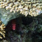 Snorkelling at Gorgonian Passage, Misool, Raja Ampat, October 2026