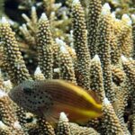 Snorkelling at Gorgonian Passage, Misool, Raja Ampat, October 2026