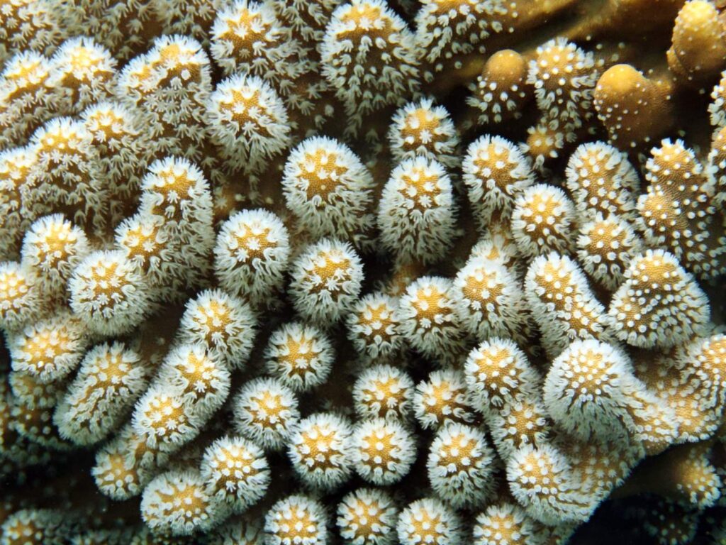 Hard coral with its white polyps extended, close-up, photographed on a phone in a DIVEVOLK housing