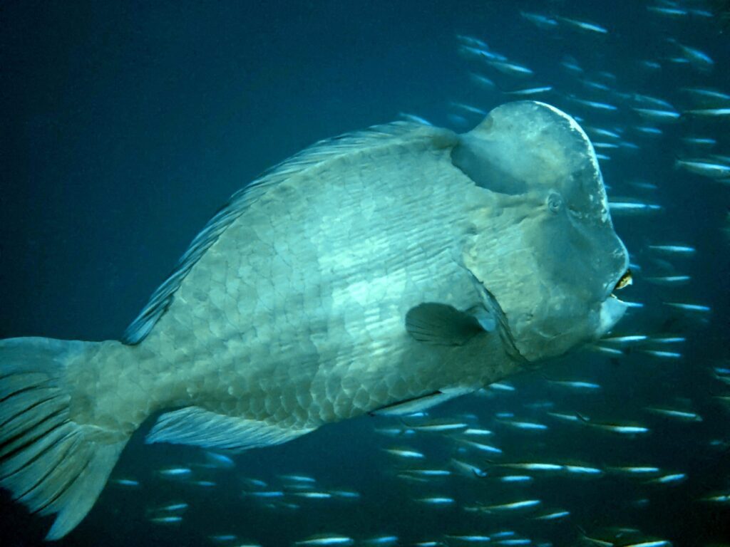 A bumphead parrotfish in a cloud of fusiliers at Tanjung Buton, Hatta, Banda Islands, October 2026
