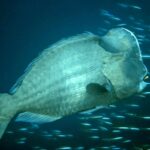 Diving at Hatta Island, Banda Sea, October 2026