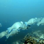 Diving at Hatta Island, Banda Sea, October 2026