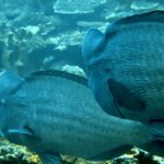 Diving at Hatta Island, Banda Sea, October 2026