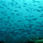 Diving at Hatta Island, Banda Sea, October 2026