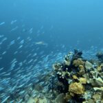 Diving at Hatta Island, Banda Sea, October 2026