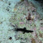 Diving at Hatta Island, Banda Sea, October 2026
