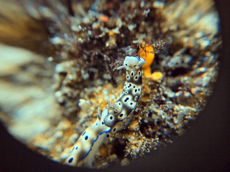 Nudibranch crawling over the reef at Magic Mountain, Raja Ampat, shot through the DIVEVOLK +8 macro lens on the 1x camera, with soft edges and a dark vignette ring