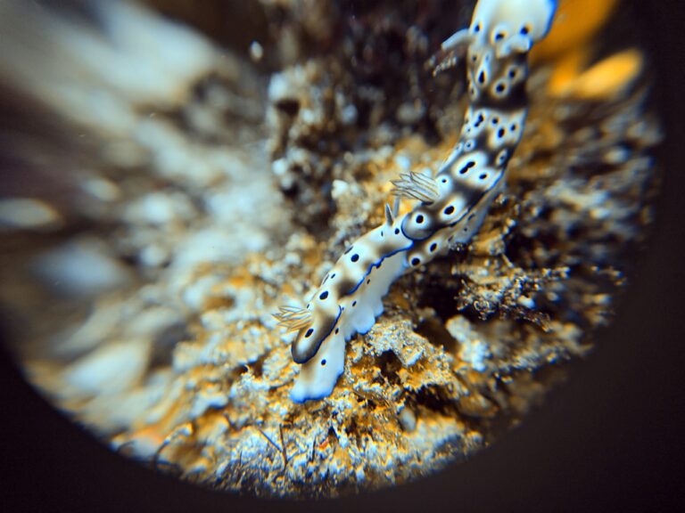 White nudibranch with black spots at Magic Mountain, Raja Ampat, shot through the DIVEVOLK +8 macro lens on the 1x camera, framed by the lens's dark ring