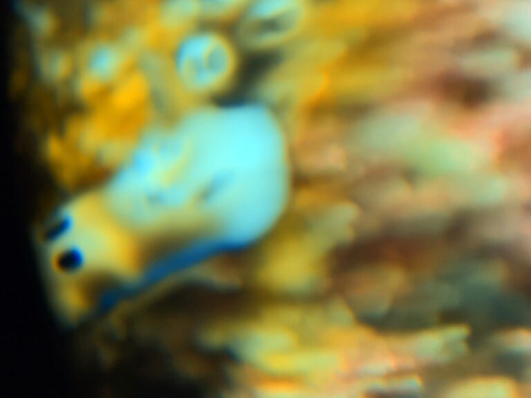 Out-of-focus close-up of a nudibranch at Magic Mountain, Raja Ampat, where the phone's autofocus failed to lock