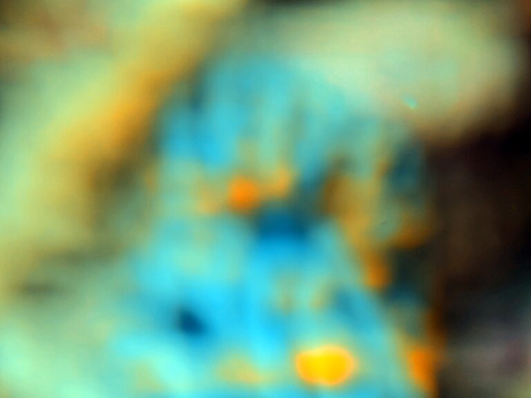 Soft, out-of-focus frame of a small blue and orange reef subject at Magic Mountain, Raja Ampat