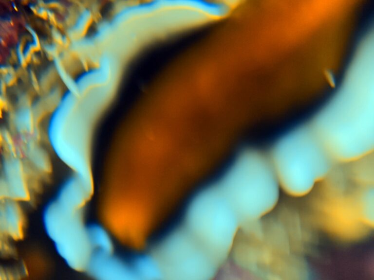 Blurred close-up of an orange and pale blue reef creature with ruffled edges at Magic Mountain, Raja Ampat