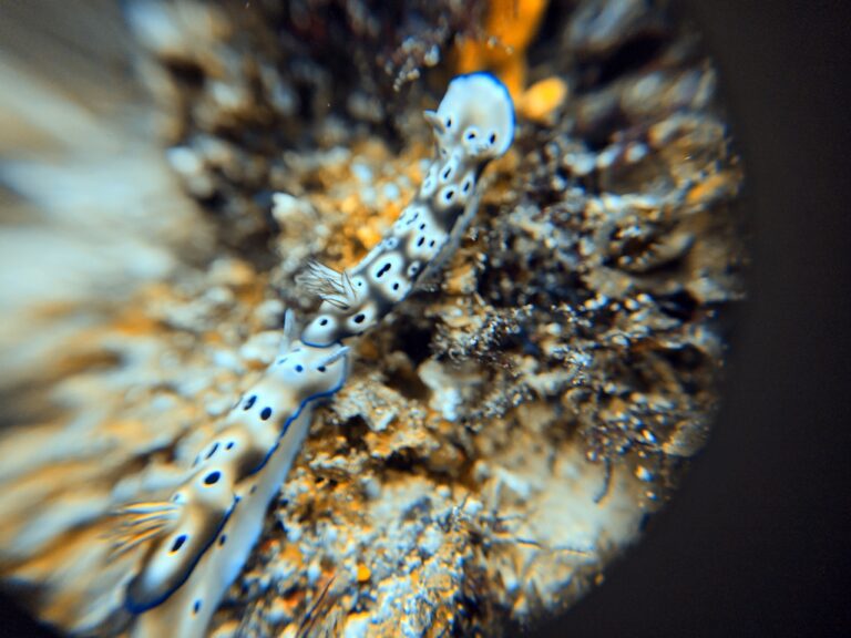 Nudibranch at Magic Mountain, Raja Ampat, shot through the DIVEVOLK +8 macro lens on the phone's 1x camera, with the lens visible as a dark ring around the frame
