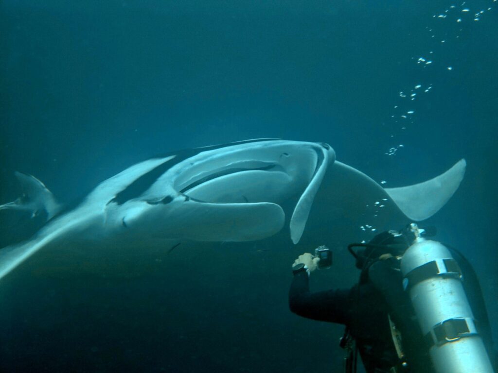 Diving at Magic Mountain (Karang Bayangan), Misool, October 2026