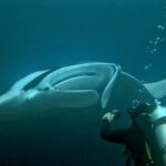Diving at Magic Mountain (Karang Bayangan), Misool, October 2026