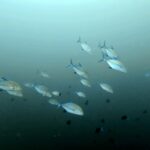 Diving at Magic Mountain (Karang Bayangan), Misool, October 2026