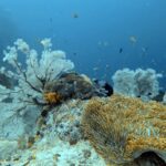 Diving at Magic Mountain (Karang Bayangan), Misool, October 2026