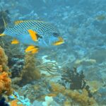 Diving at Magic Mountain (Karang Bayangan), Misool, October 2026