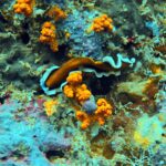 Diving at Magic Mountain (Karang Bayangan), Misool, October 2026