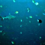 Diving at Magic Mountain (Karang Bayangan), Misool, October 2026