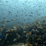 Diving at Magic Mountain (Karang Bayangan), Misool, October 2026