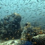 Diving at Magic Mountain (Karang Bayangan), Misool, October 2026