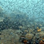 Diving at Magic Mountain (Karang Bayangan), Misool, October 2026