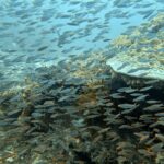 Diving at Magic Mountain (Karang Bayangan), Misool, October 2026