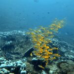 Diving at Magic Mountain (Karang Bayangan), Misool, October 2026