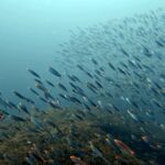 Diving at Magic Mountain (Karang Bayangan), Misool, October 2026