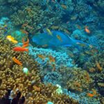Diving at Magic Mountain (Karang Bayangan), Misool, October 2026